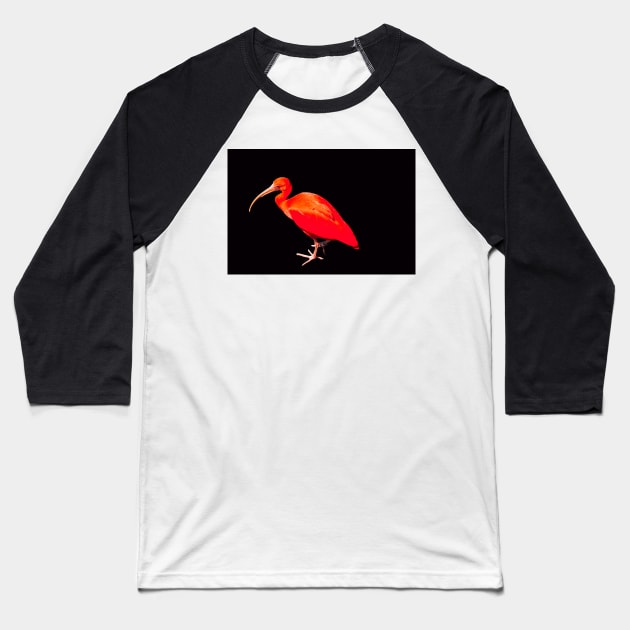 Scarlet ibis on a black background Baseball T-Shirt by HazelWright